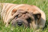 SHAR-PEI 926